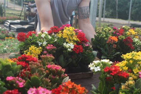 Floriculturas em Pareci Novo, RS 